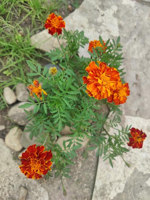 Marigold Seeds (Red & Orange, Mixed)