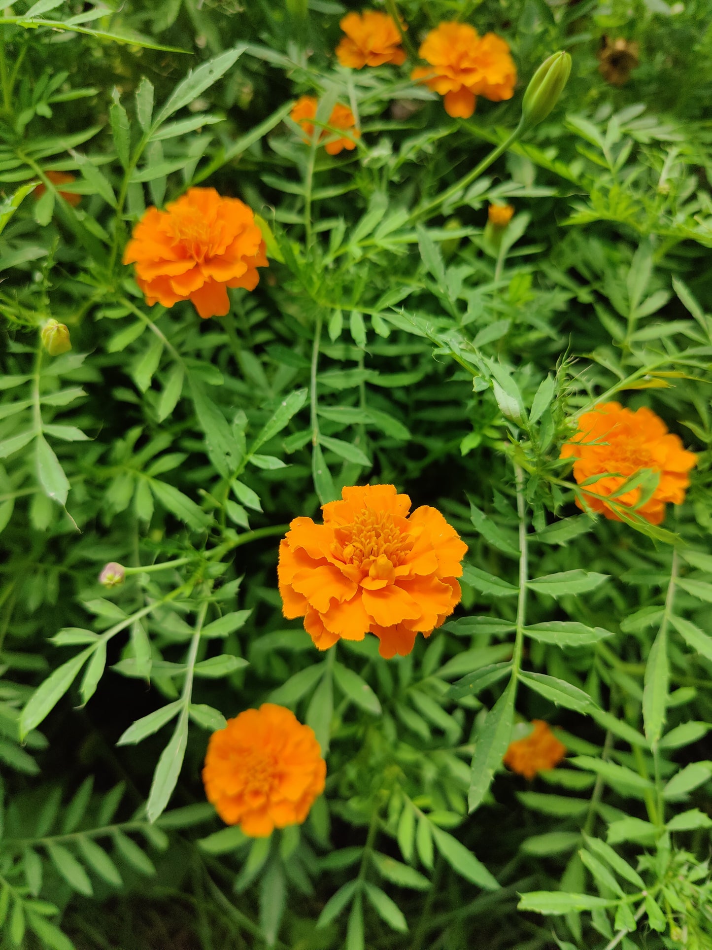 Marigold Seeds (Red & Orange, Mixed)