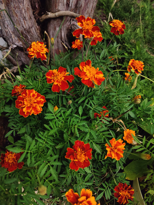 Marigold Seeds (Red & Orange, Mixed)
